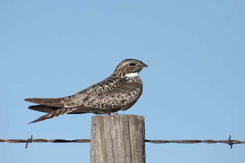 Common nighthawk perched on a fencepost