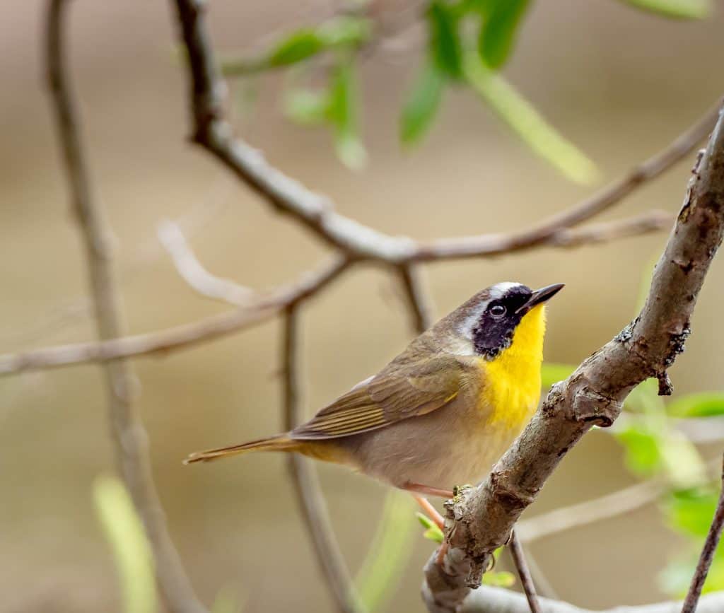 Common yellowthroat perched on a branch