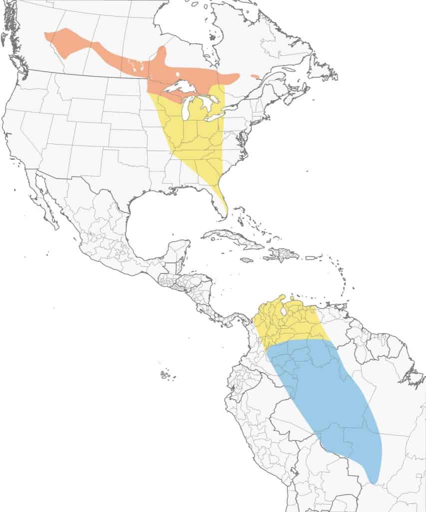 Connecticut warbler range map. 