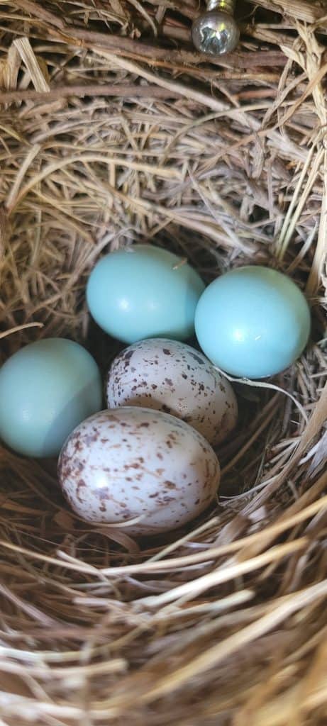eastern bluebird pale blue eggs and 2 cowbird eggs