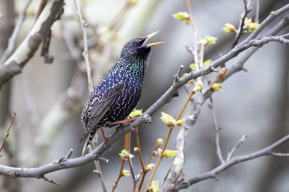 European starling singing on a branch