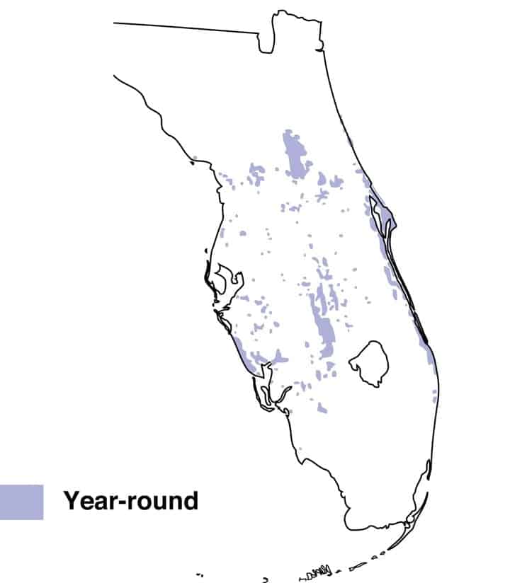 Florida scrub jay range map.