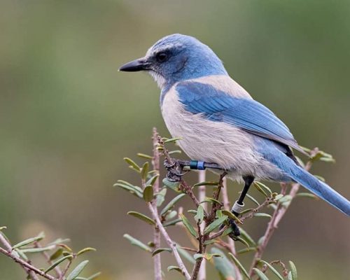 Birds of Florida: The Complete List + Photos for Fast & Accurate ID