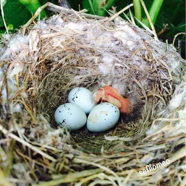 american goldfinch nest with blue eggs and one hatchling