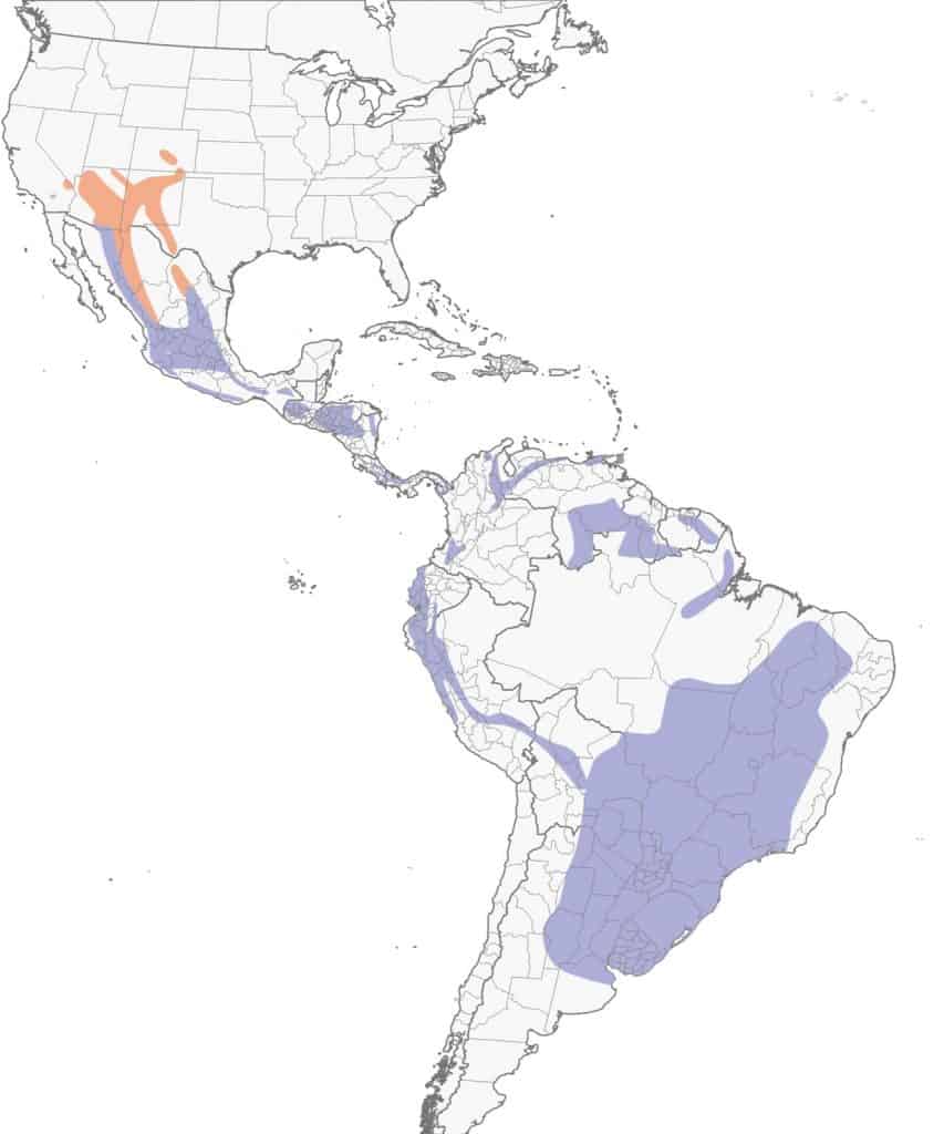 Hepatic tanager range map. 