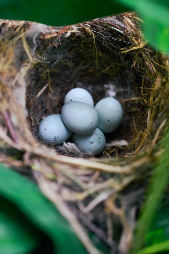 House finch nest and its blue eggs.