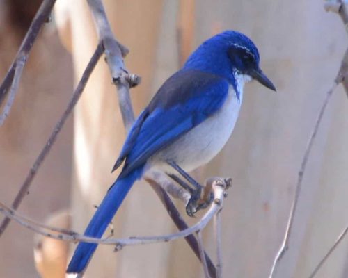 23 Blue-Headed Birds You Might See in North America: The Complete List + Photos for Fast ID