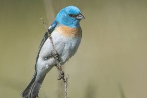 Blue Birds in Idaho