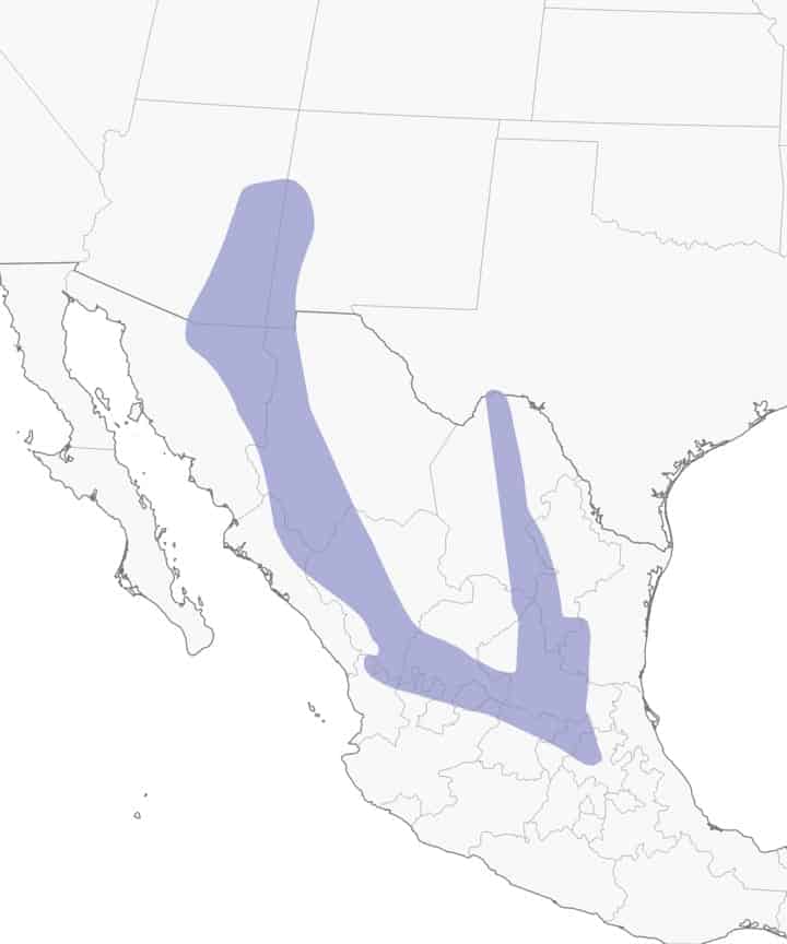 Mexican jay range map.
