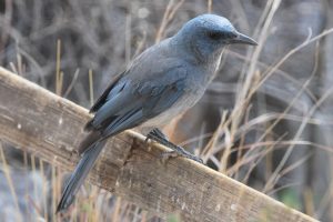 The Ultimate List of Blue Birds in Michigan