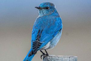 Blue-Colored Birds in Wyoming