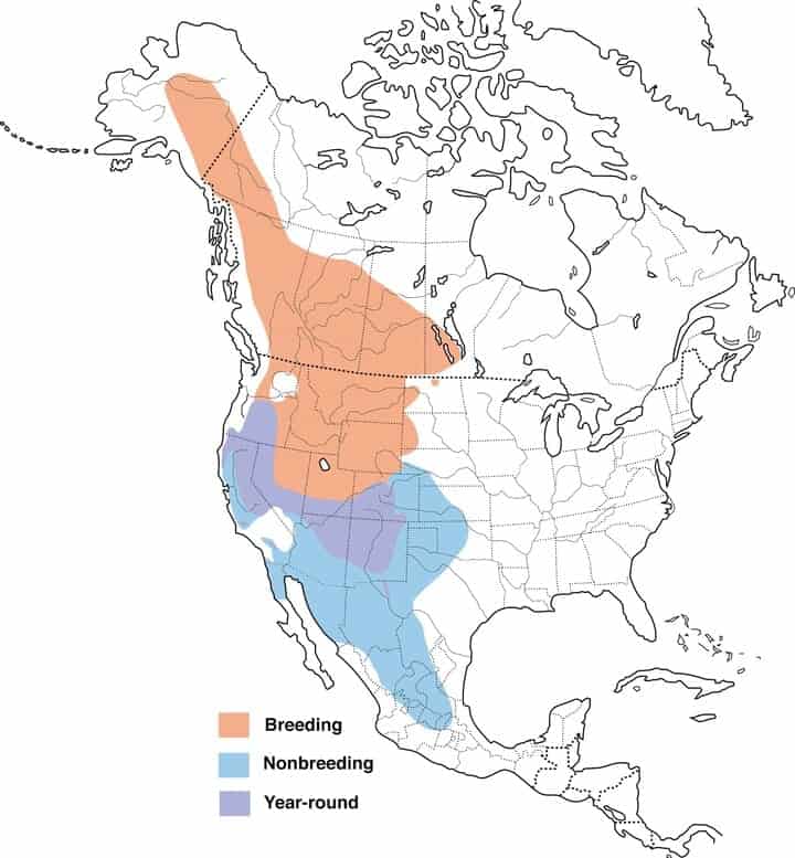 Mountain bluebird range map.