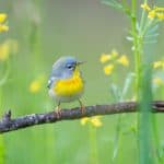 Northern Parula on a branch