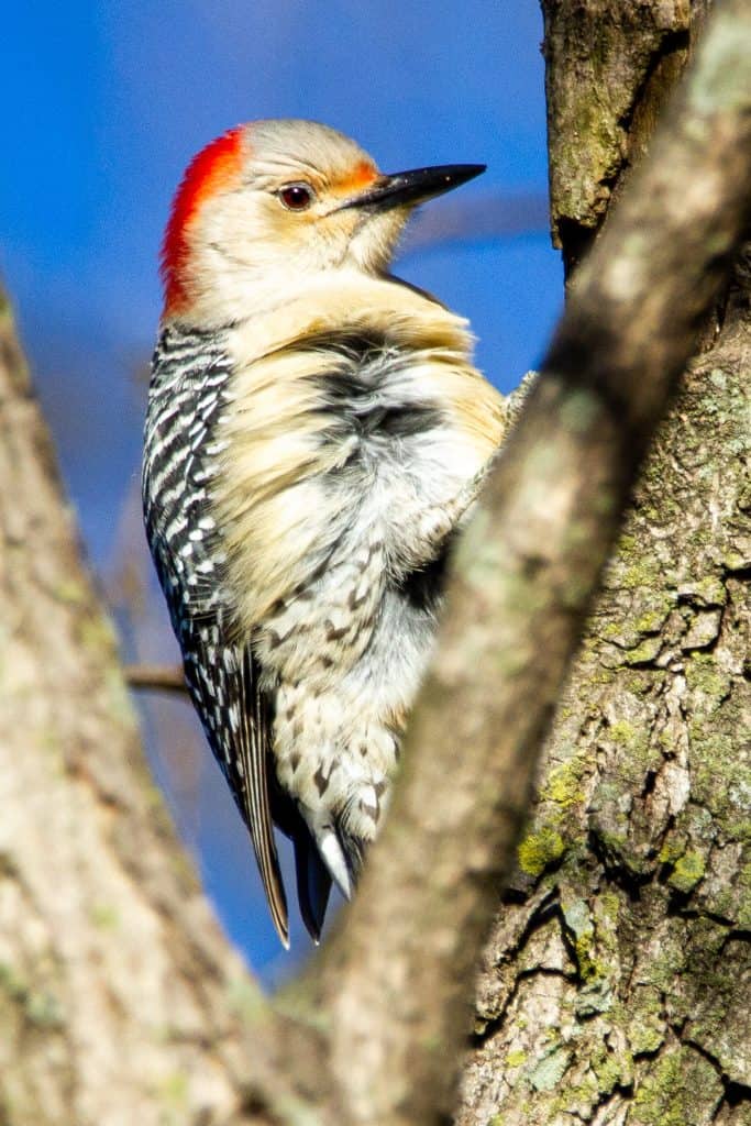 Red-bellied woodpecker climbing a tree