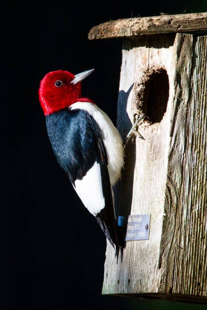 Red-headed woodpecker. 