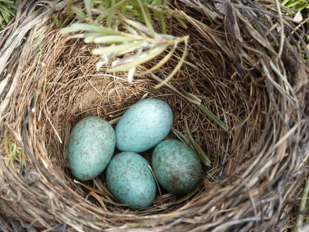 Red-wing blackbird nest and blue eggs.