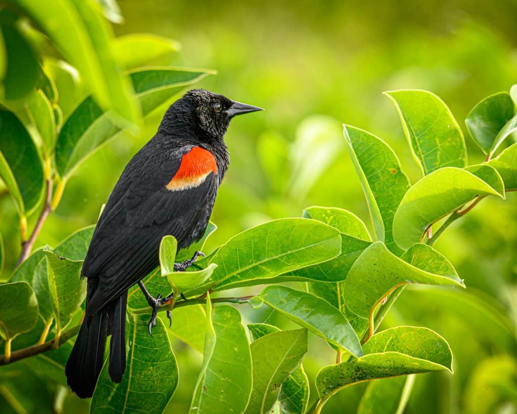 Red-winged blackbird Indiana winter bird