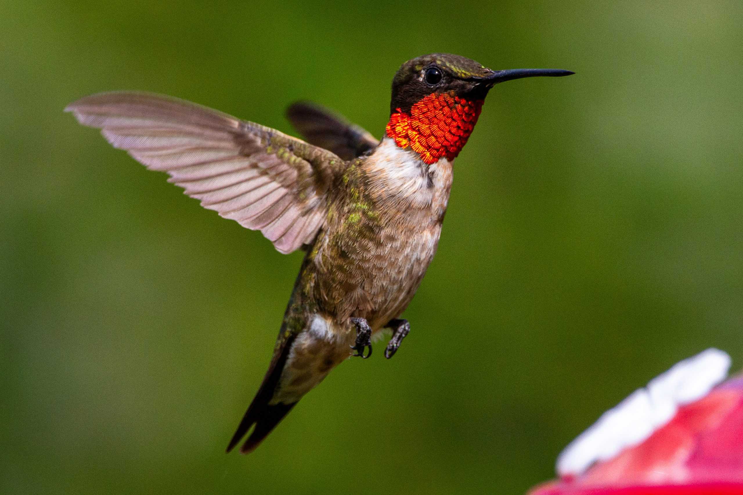 Ruby-throated hummingbird.