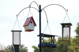 The 3 Best Bird Feeder Pole Stations  (Squirrel-Proof, Strong & Stable)