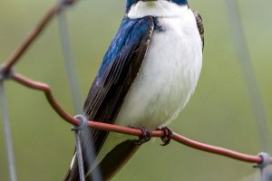Blue Birds in Pennsylvania