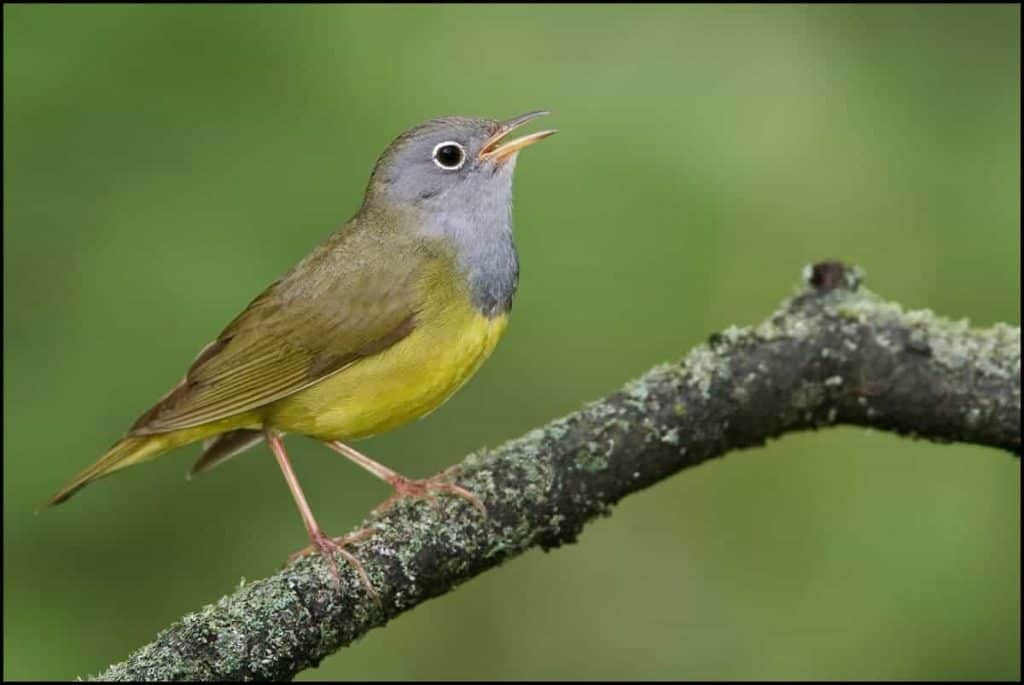 Connecticut warbler on a tree branch