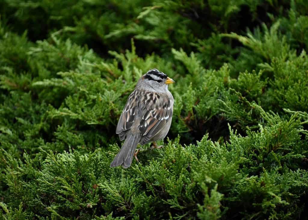 White-crowned sparrow. 