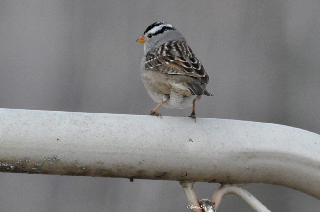 white-crowned sparrow perched on a chair