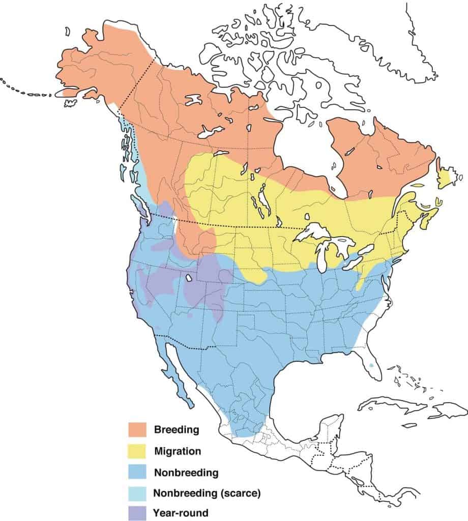 White-crowned sparrow range map.