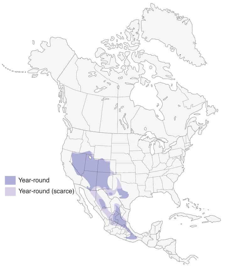 Woodhouse's scrub jay range map. Compliments of The Cornell Lab.