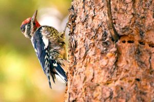 Ohio Woodpecker Migration: Which Ones Migrate, Which Ones Don’t