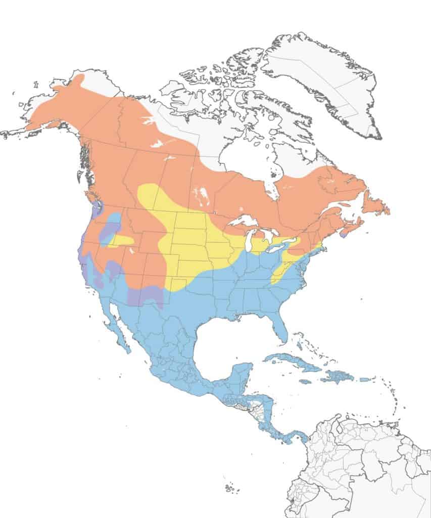 Yellow-rumped warbler range map.