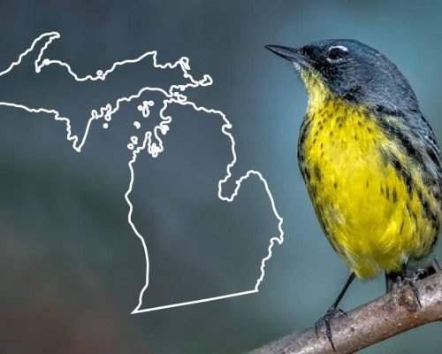 Birds of Michigan: The Complete List + Photos for Fast & Accurate ID
