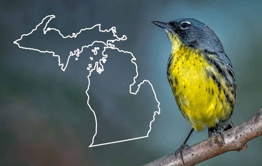 bird of michigan state shape beside kirtlands warbler