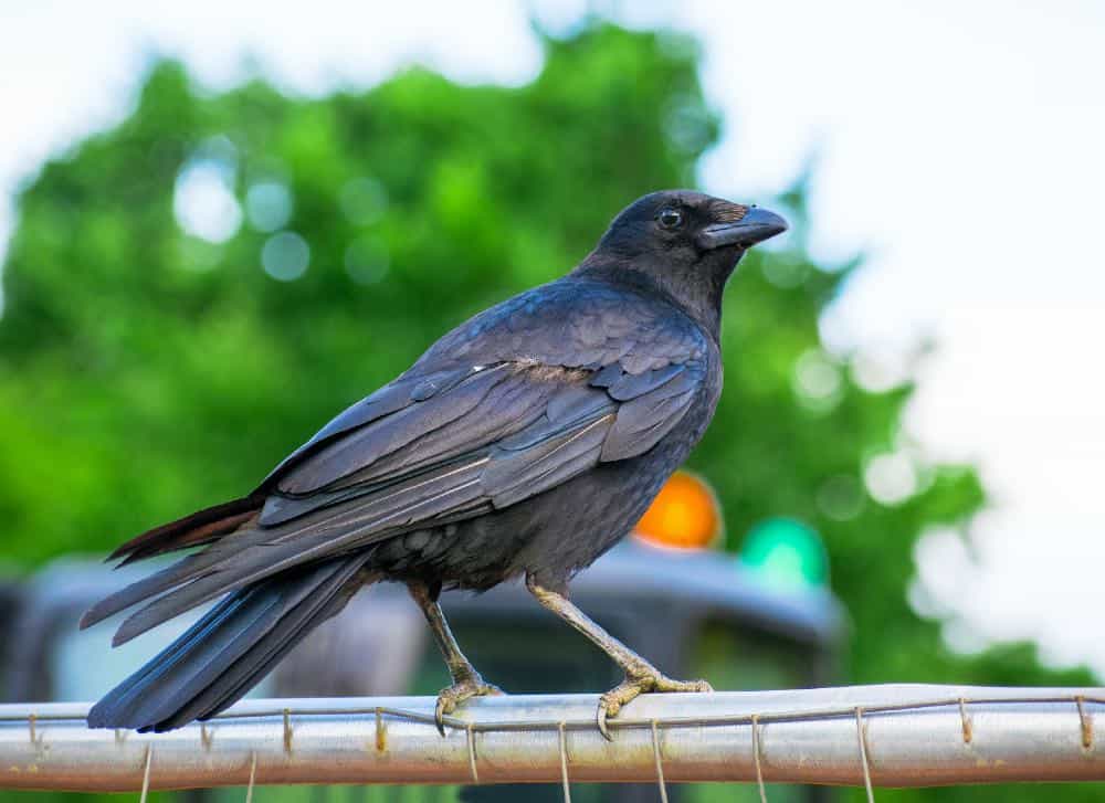 American crow sitting on a fence