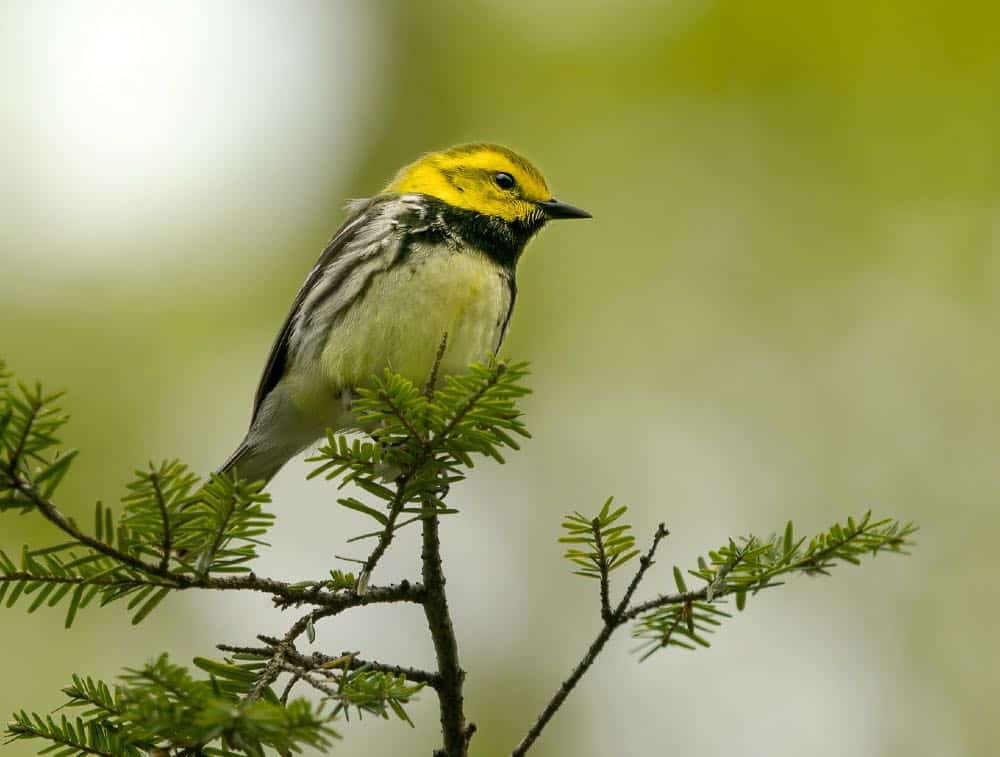 Black throated green warbler perched on a pine tree branch