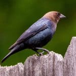 Brown-headed cowbird perched on a fence