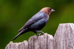 Brown-Headed Cowbird Spiritual Meanings & Symbolism – It’s not all Bad!