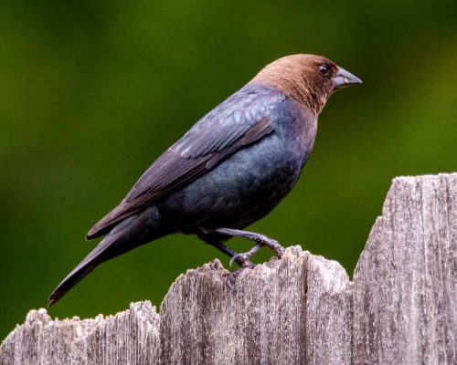 Brown-Headed Cowbird Spiritual Meanings & Symbolism – It’s not all Bad!