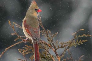 What Does a Female Cardinal Look  Like?
