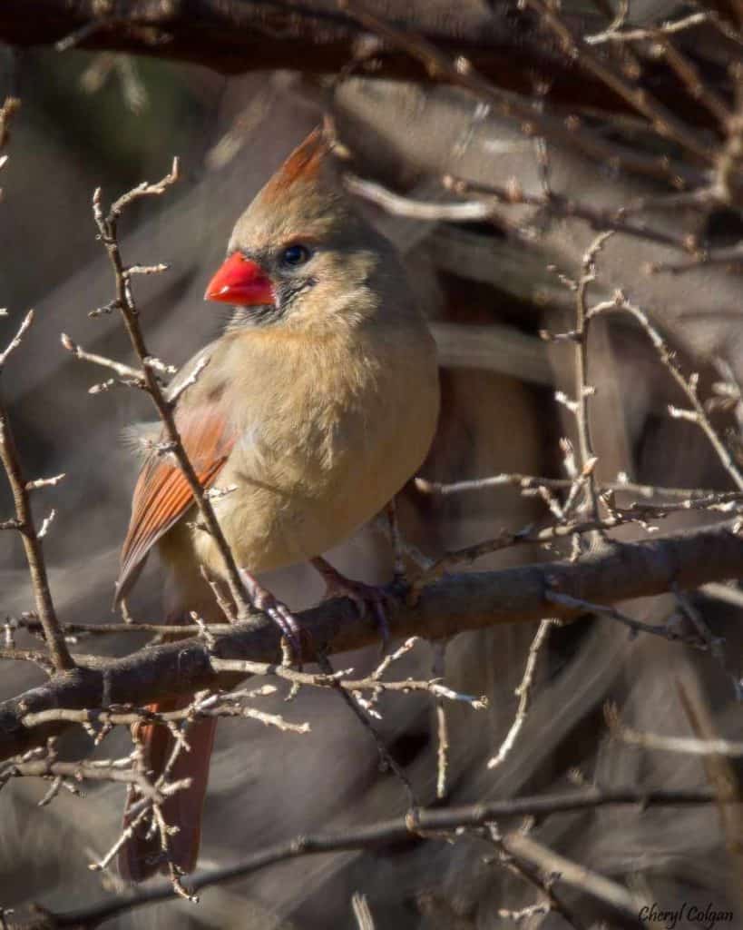 female cardinal perched on a branch