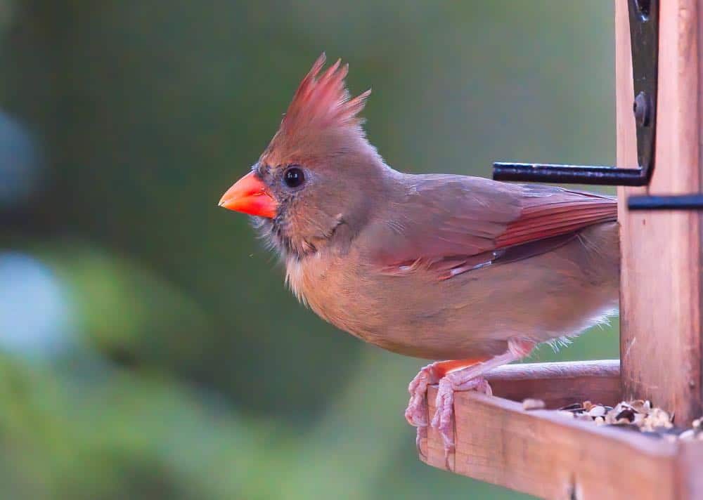 Female cardinal perched on feeder