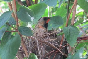 All About Cardinal Nests & Their Nesting Habits