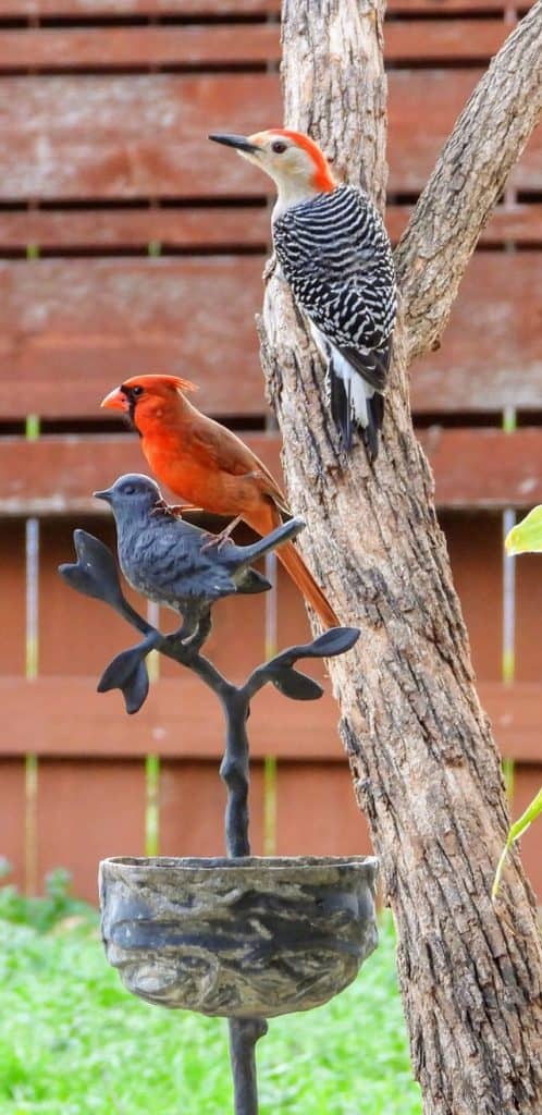 male cardinal and red bellied woodpecker on a tree