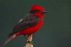 The Complete List of Small Red Birds (That Aren’t Cardinals)