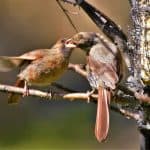female cardinal feeding baby
