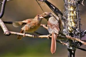 9 Reasons the Female Cardinal Should Win “Mother of the Year”