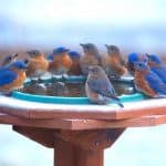 Family of bluebirds enjoying a heated birdbath in winter. Photo by Julie Atkinson