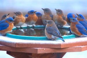 3 Best Heated Birdbaths to Attract More Birds This Winter