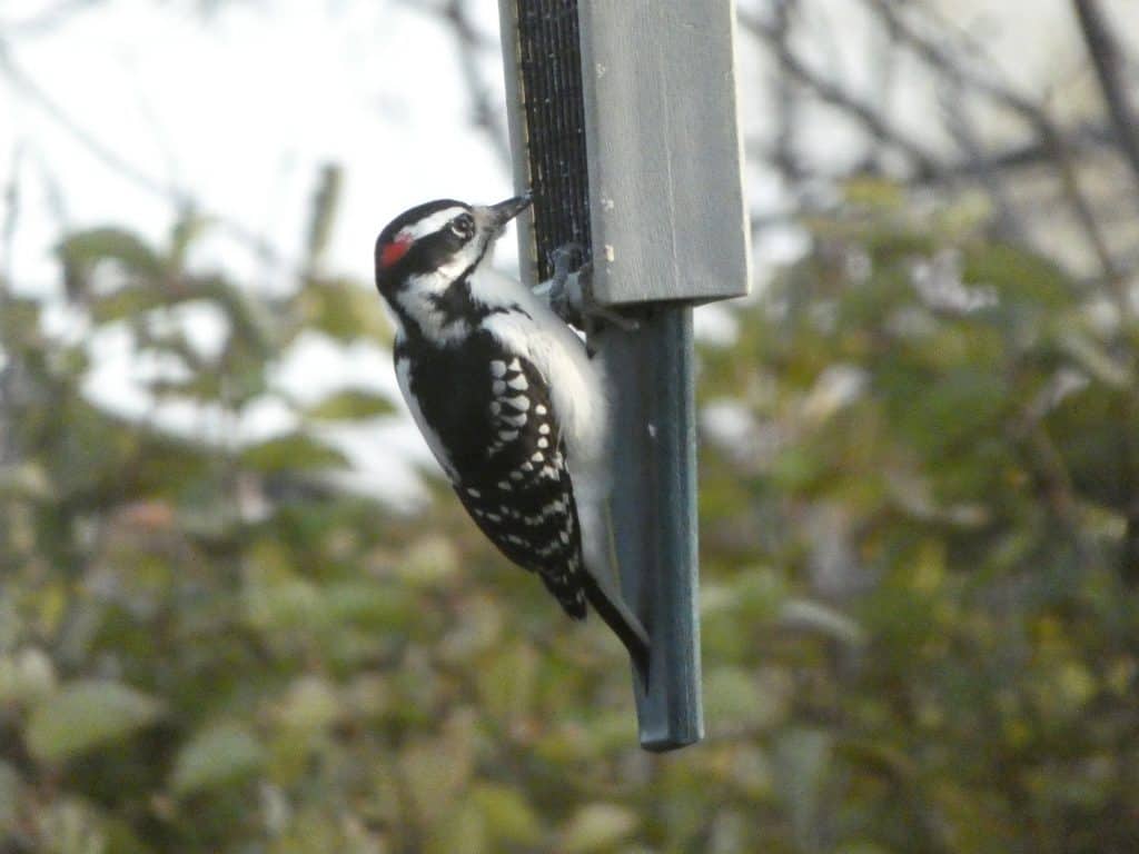Downy woodpecker.  Photo taken with Panasonic Lumix FZ80 25' away.