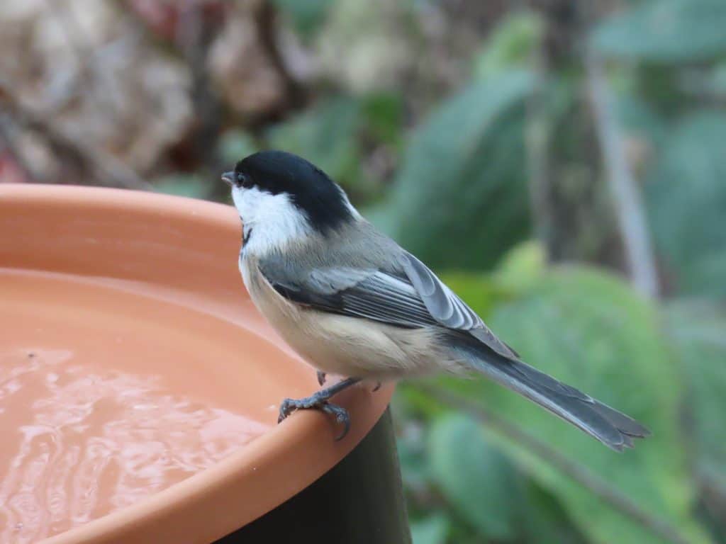 Black-capped chickadee. Photo taken with Canon PowerShot SX70-HS 15' away.